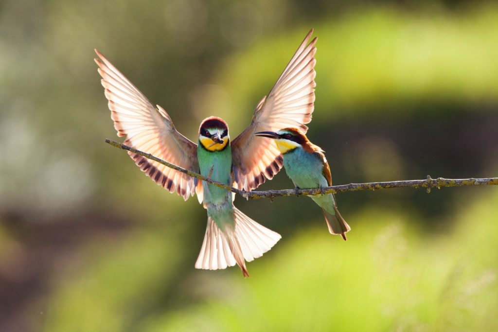 Guêpiers d'Europe © Guillaume François/Jura Tourisme