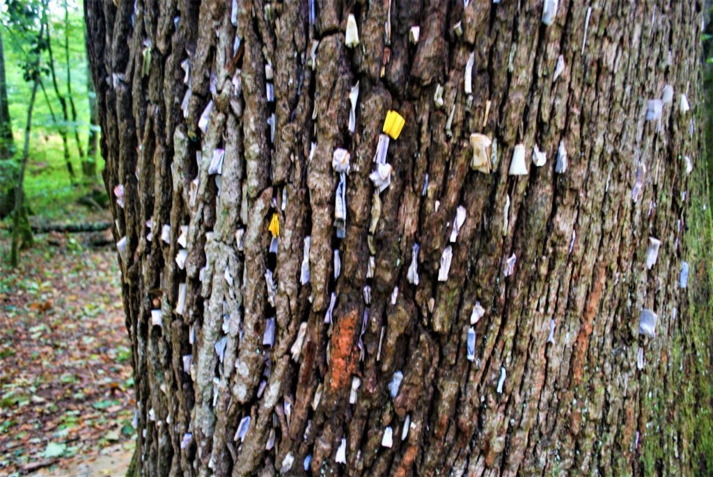 Le chêne à vœux de La Vieille Loye © Jura Tourisme