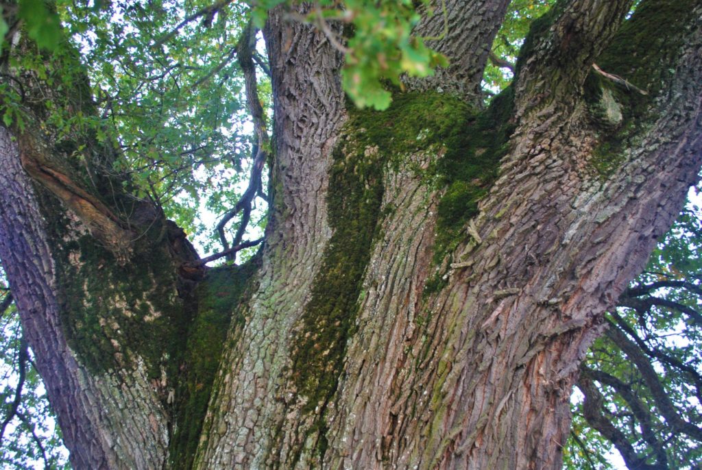 Le chêne à trois têtes de Chissey-sur-Loue © Jura Tourisme
