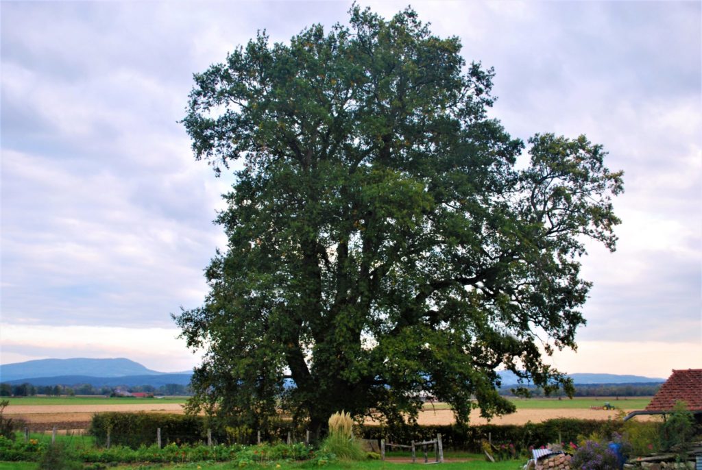 Le chêne à trois têtes de Chissey-sur-Loue © Jura Tourisme