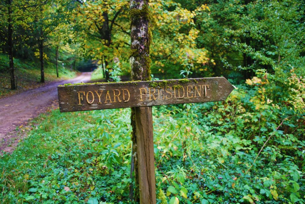 Le « foyard » ou hêtre président de Pupillin © Jura Tourisme