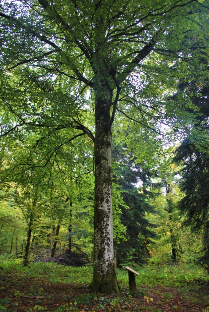 Le « foyard » ou hêtre président de Pupillin © Jura Tourisme
