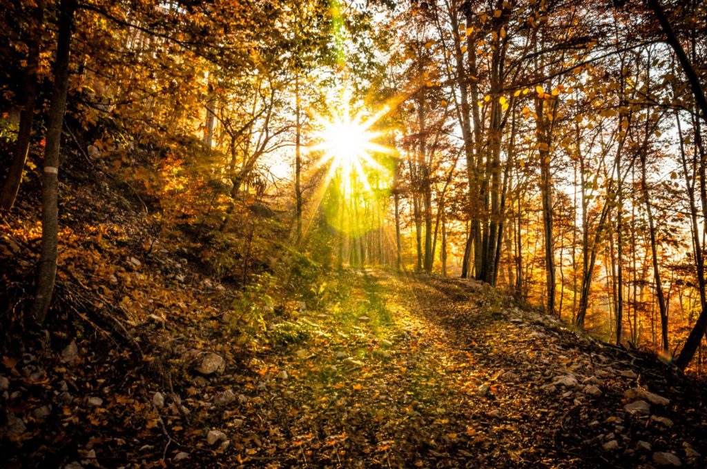 Chemin de sous-bois © Vincent Edwell/JuraTourisme
