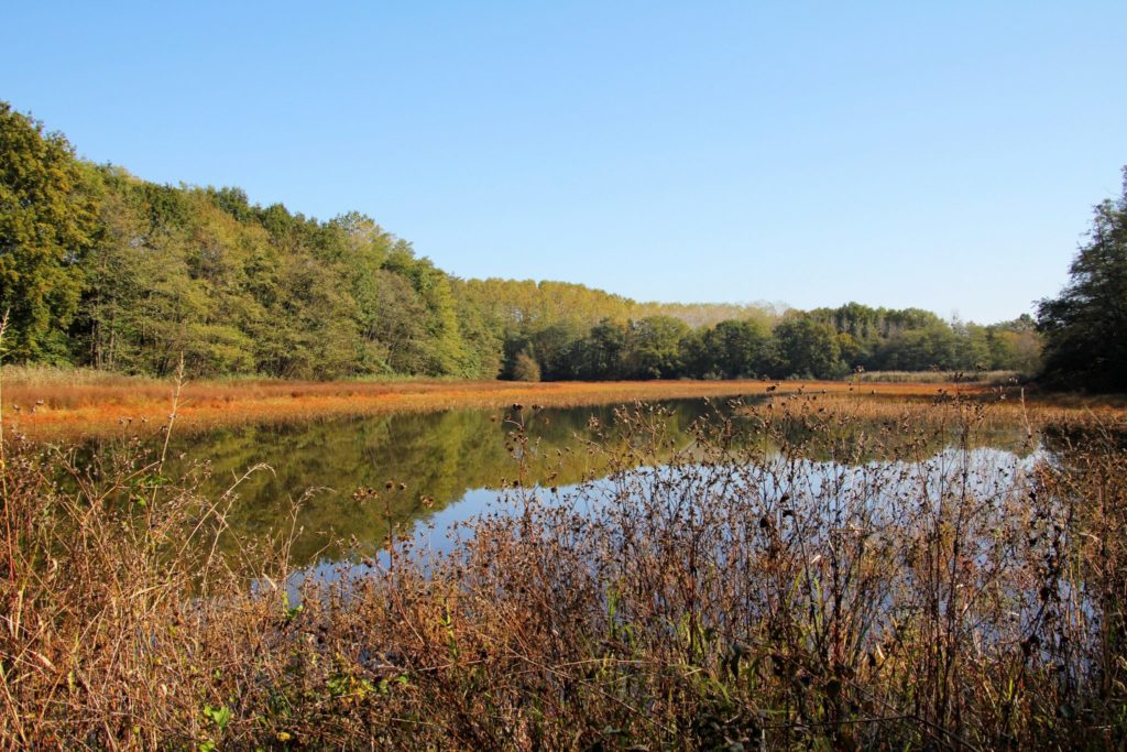 Étang du Crêt en Bresse Jurassienne © Jura Tourisme