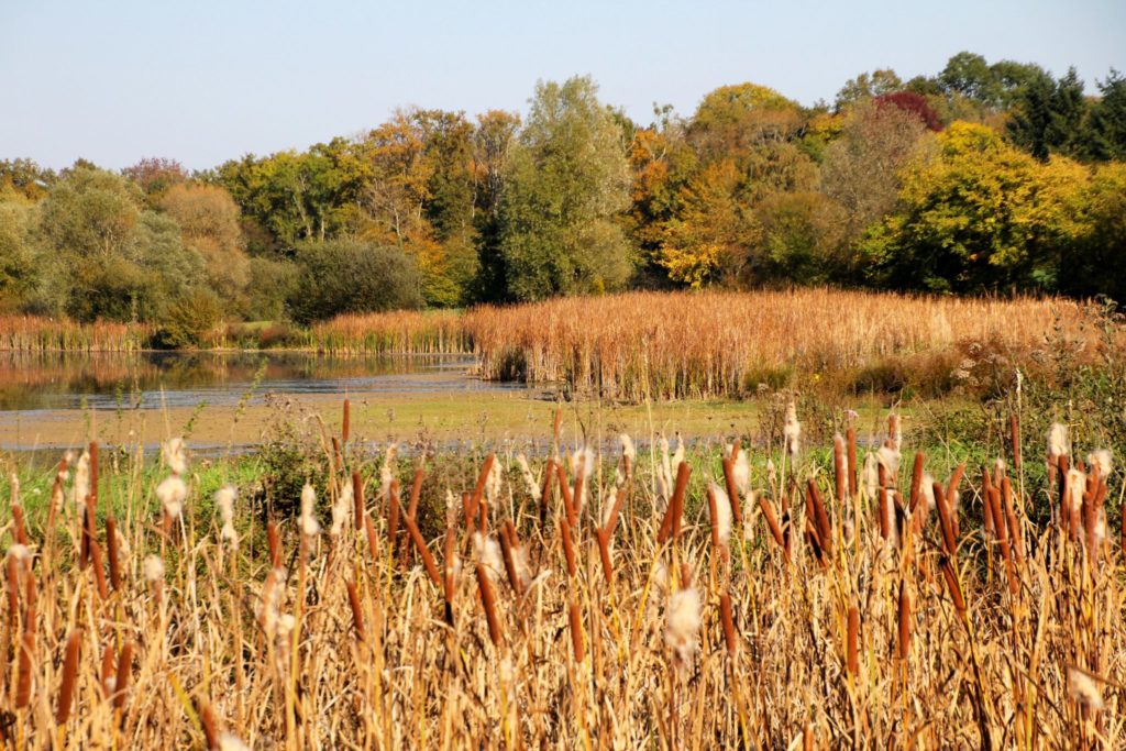 Étang de Bresse  © Jura Tourisme