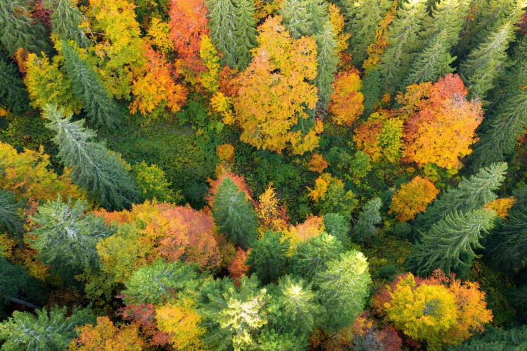 Forêt du Jura © Stéphane Godin/Jura Tourisme