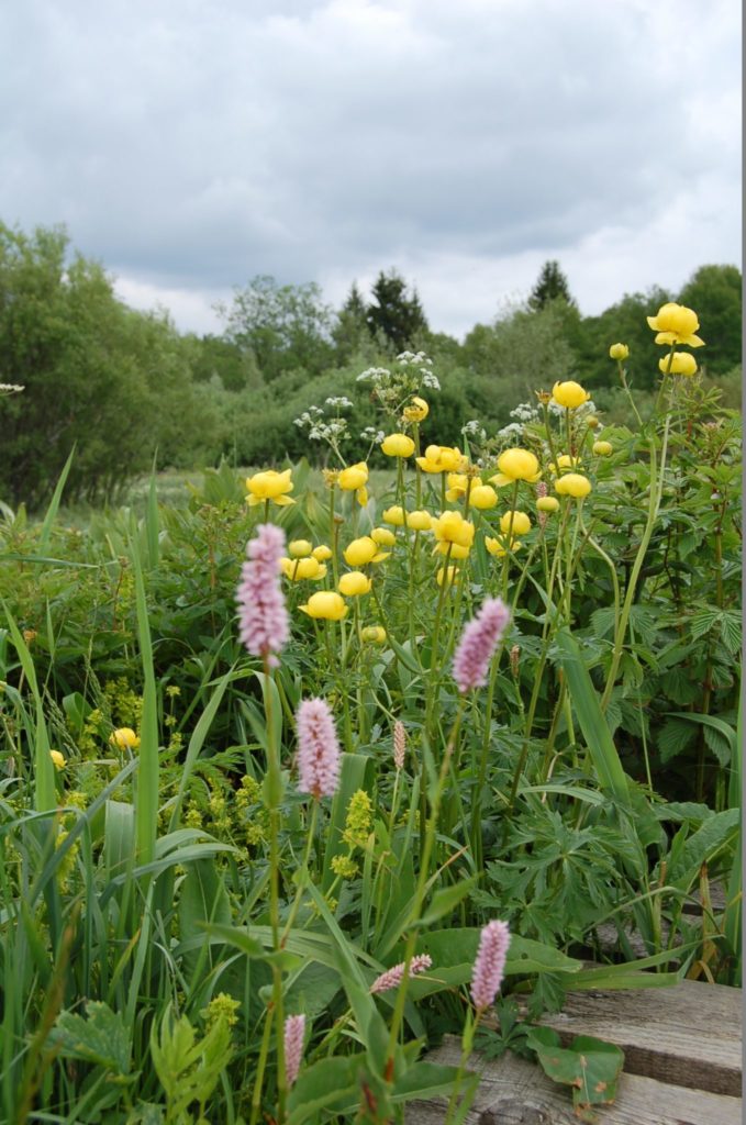 Flore à la Tourbière de Prénovel / Nanchez © Jura Tourisme