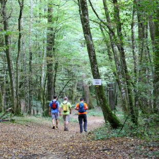 Randonneurs en Forêt de Chaux © Vincent Gaudin/Jura Tourisme