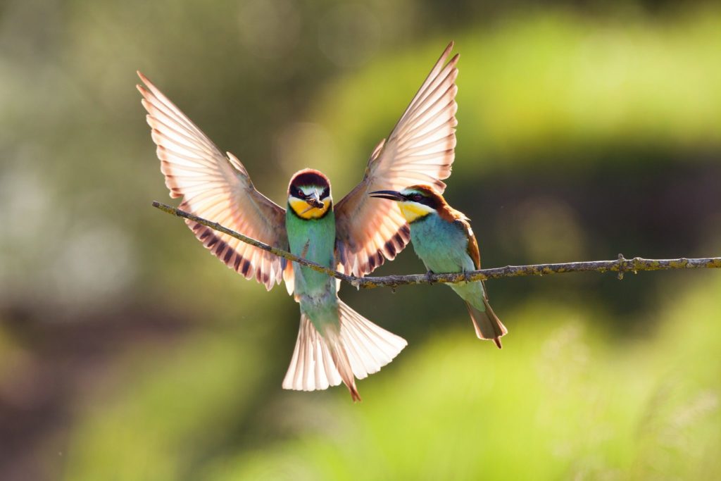 Guépiers d'Europe © Guillaume François/Jura Tourisme