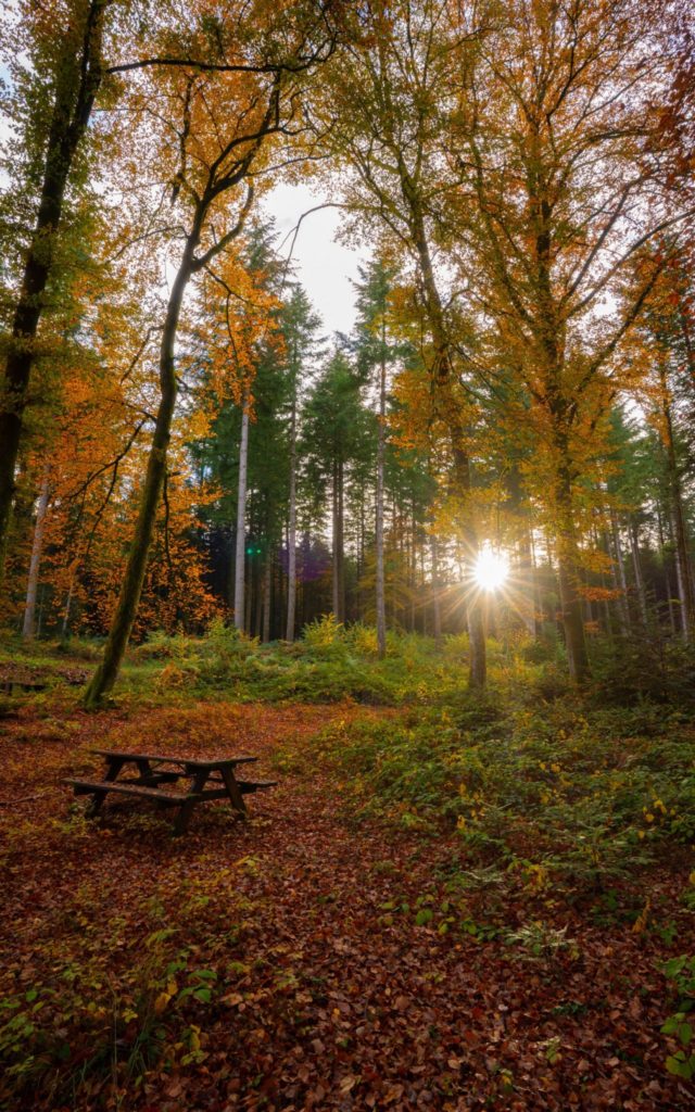 Forêt de Presilly © Quentin Danel / Office de Tourisme Pays des Lacs et Petite Montagne