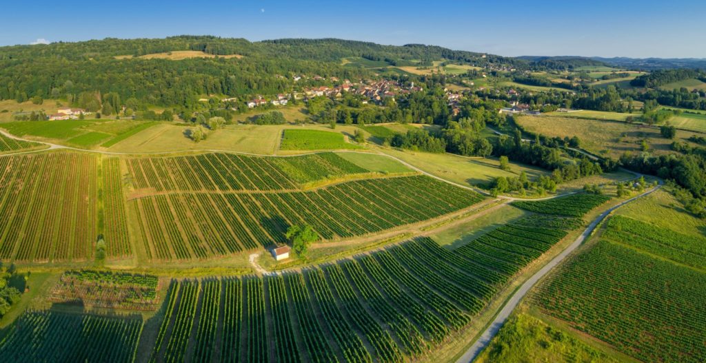 Vignoble de Passenans © Stéphane Godin / Jura Tourisme