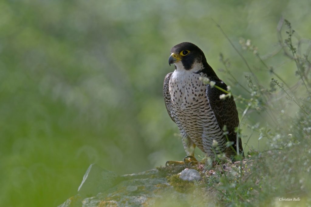 Faucon Pélerin © Christian Bulle