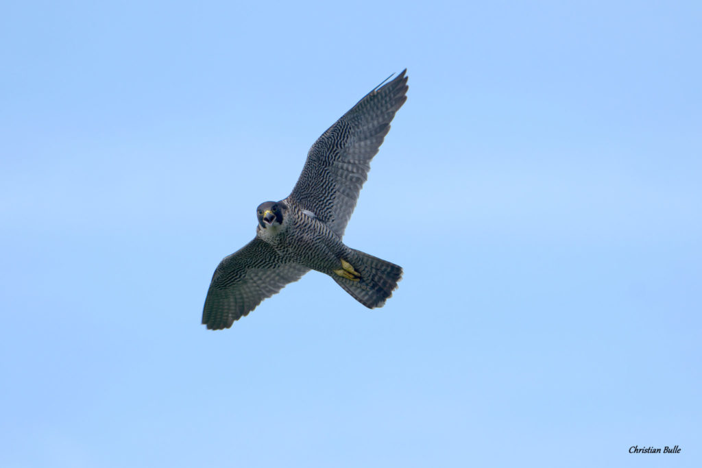 Faucon Pélerin © Christian Bulle
