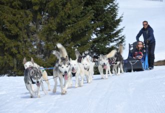 Free Sled – Chiens de traîneaux et traîneaux Kids