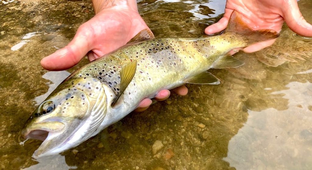 © Fédération de pêche du Jura / Jura Tourisme