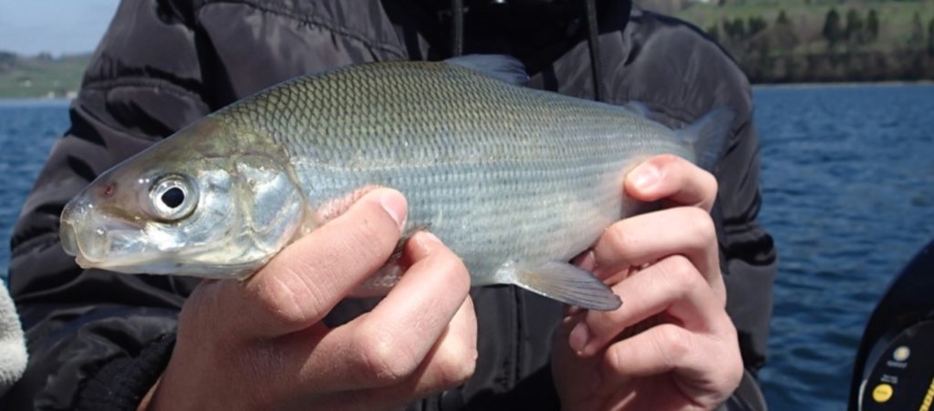 © Fédération de pêche du Jura