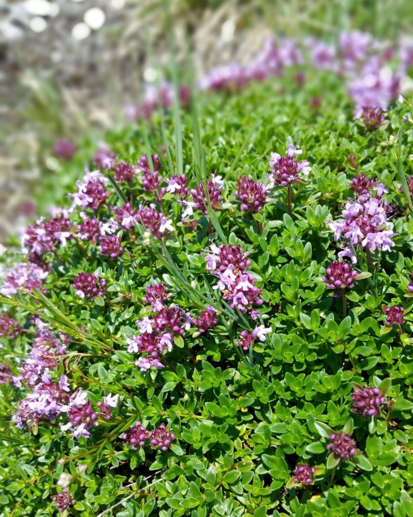 Serpolet sauvage © Jura Tourisme