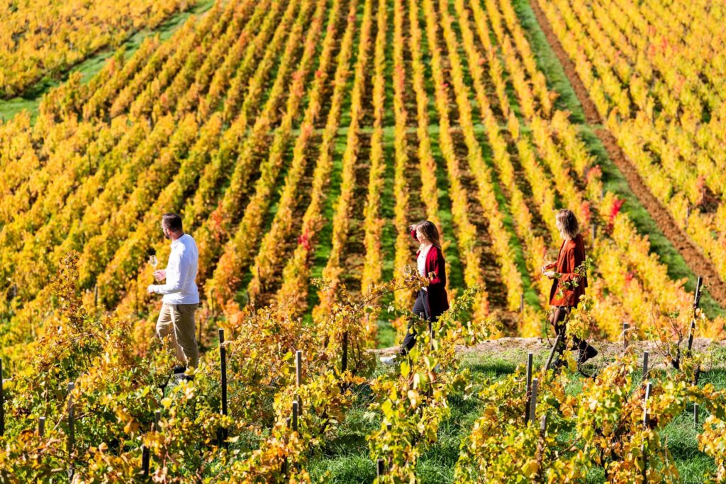 Dégustation de Vin du Jura dans les vignes d'Arbois 
© Benjamin Becker/Jura Tourisme