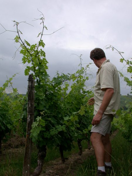 Cépage Ploussard © Michel Campy