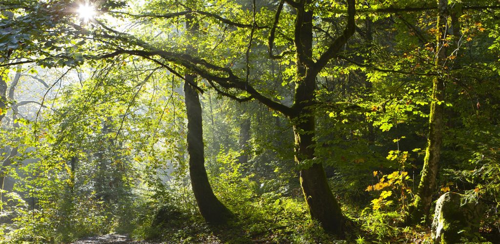 Forêt de la Serre © Stéphane Godin / Jura Tourisme