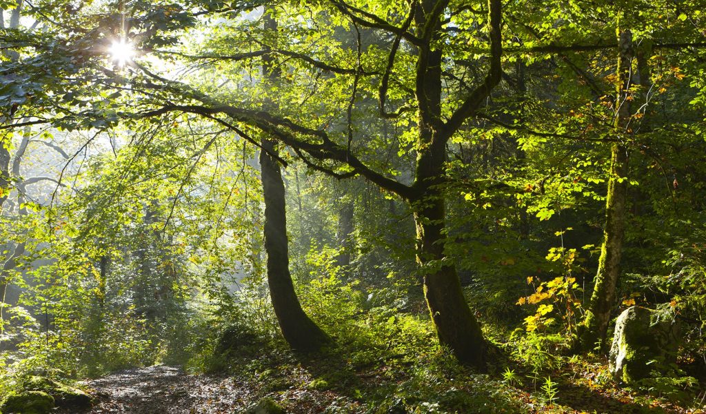 Forêt de la Serre © Stéphane Godin / Jura Tourisme