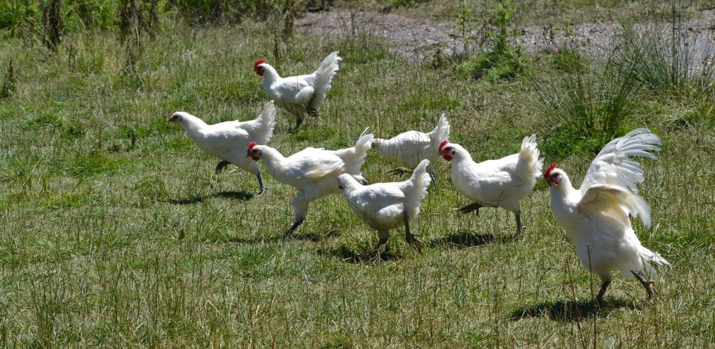 Volailles de Bresse (poules et coq) de Rachel Voisard
 © Jura Tourisme