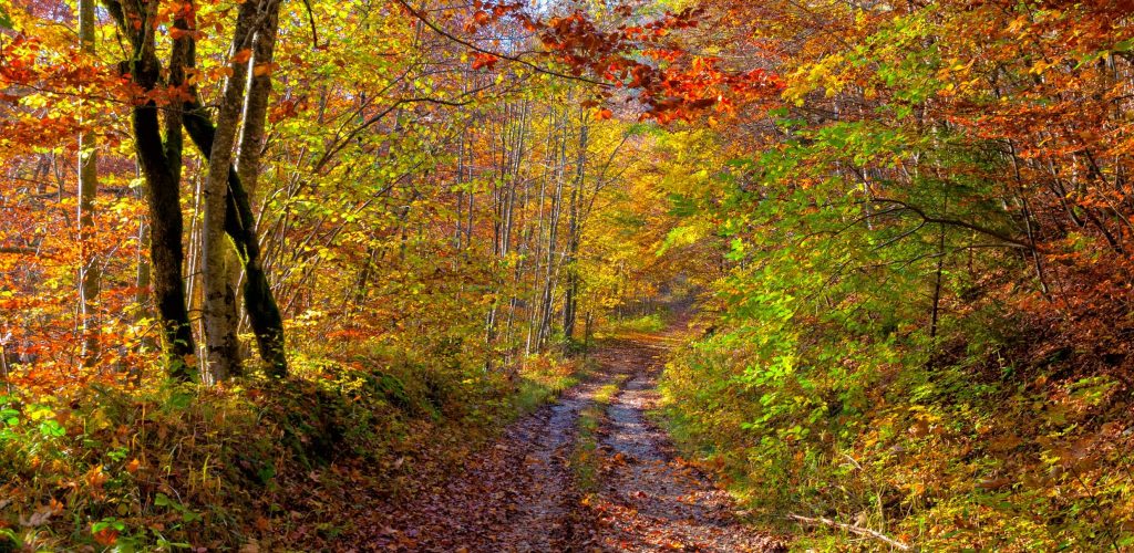 Chemin en sous-bois à l’automne