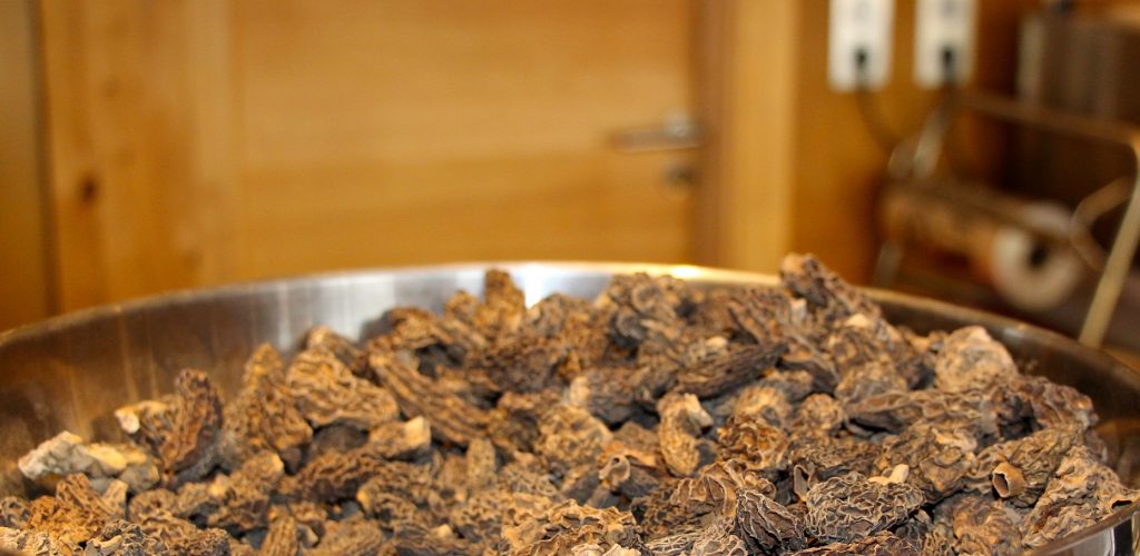 Morilles ® Jura Tourisme