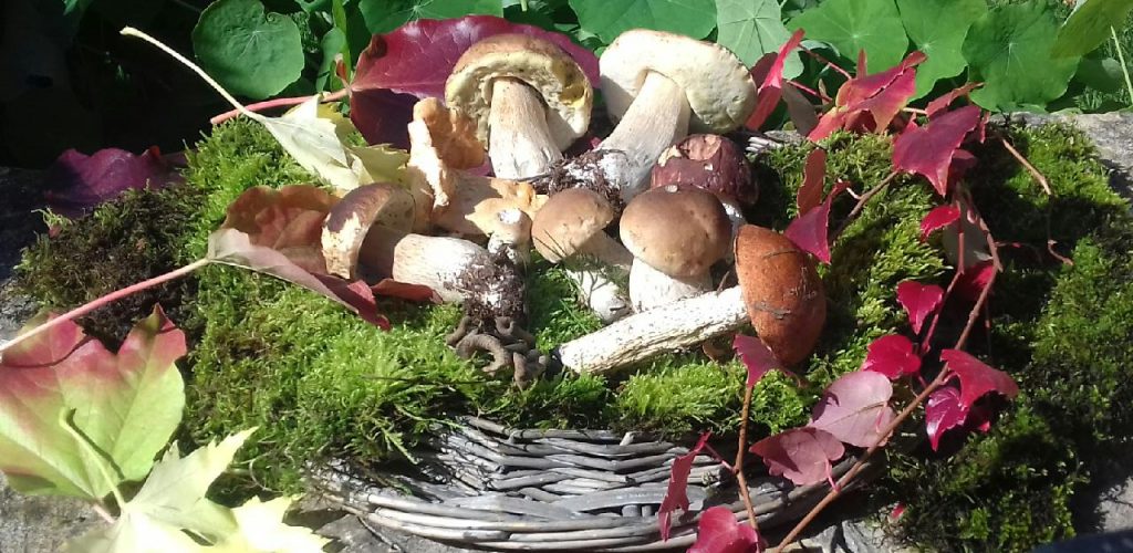 Champignons d'automne © Jura Tourisme