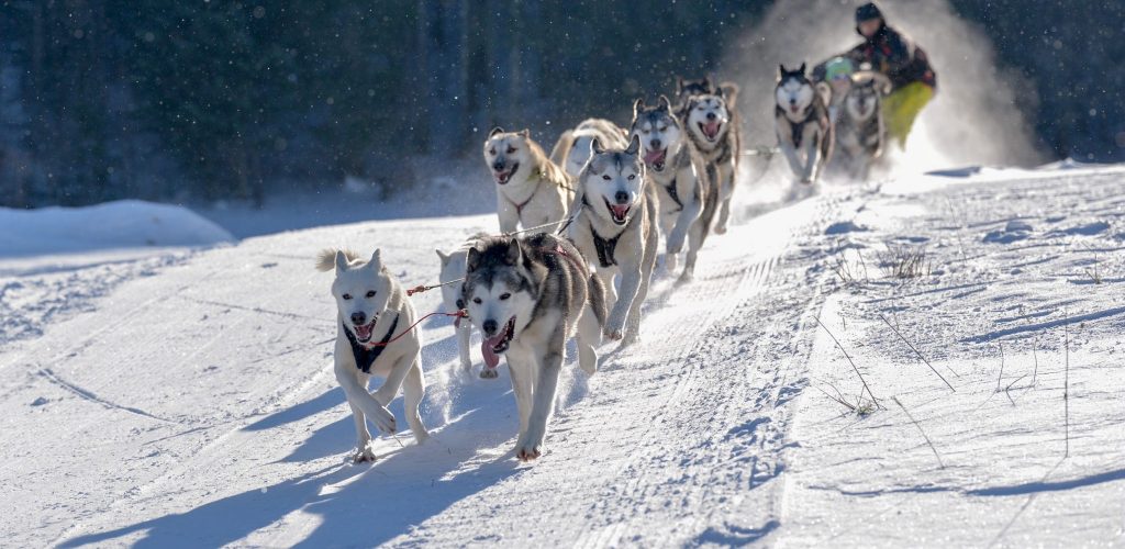 Chiens de traîneau à Morbier