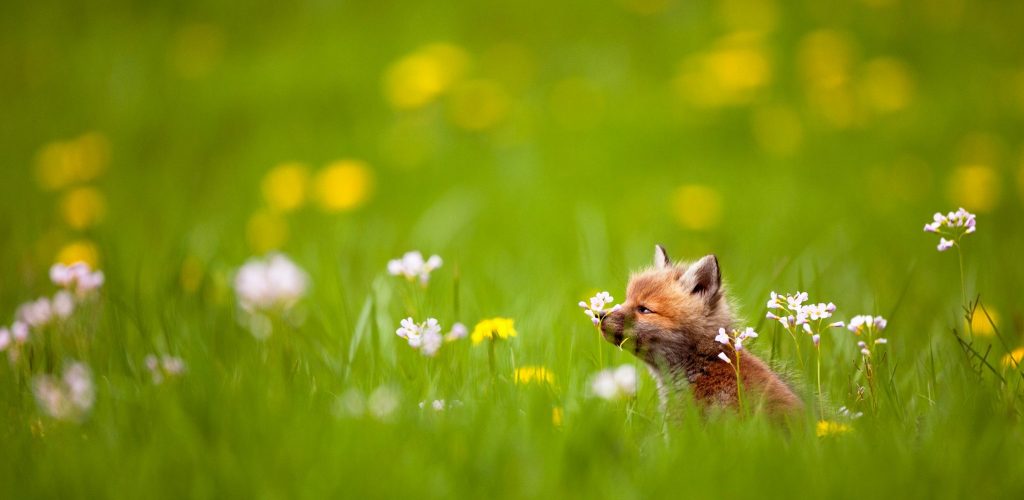 Renardeau © Guillaume François/Jura Tourisme