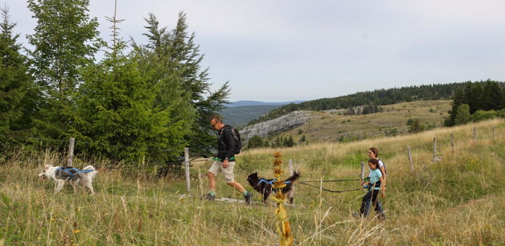 La Vallée des Laïkas - activité canirando