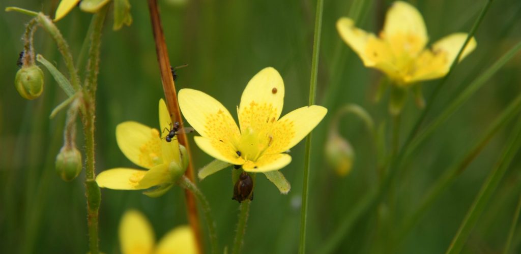 Saxifrage © PNR Haut-Jura / P.Durlet