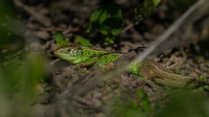 Lacerta agilis