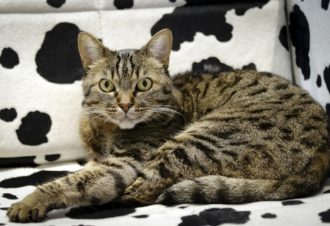 Ibis Dole Sud Choisey