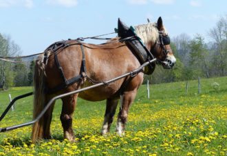 La Bohème en roulotte dans le Haut-Jura