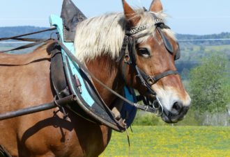 La Bohème en roulotte dans le Haut-Jura