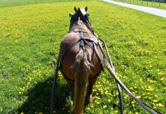 La Bohème en roulotte dans le Haut-Jura
