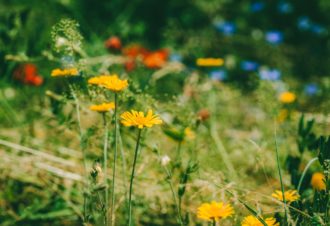 Arboretum Pierre et Serge Antier