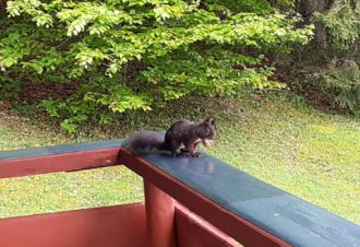 L’Ecureuil – Chalet indépendant – P803DOU00