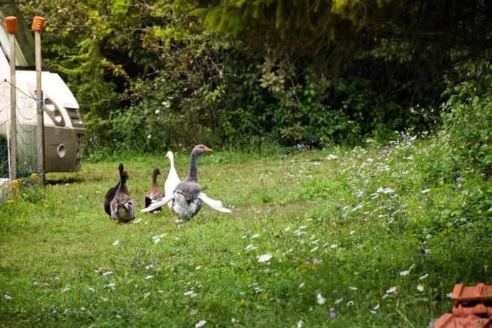 Poules et canards