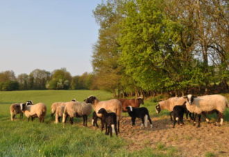 Ferme de l’âne d’Eria