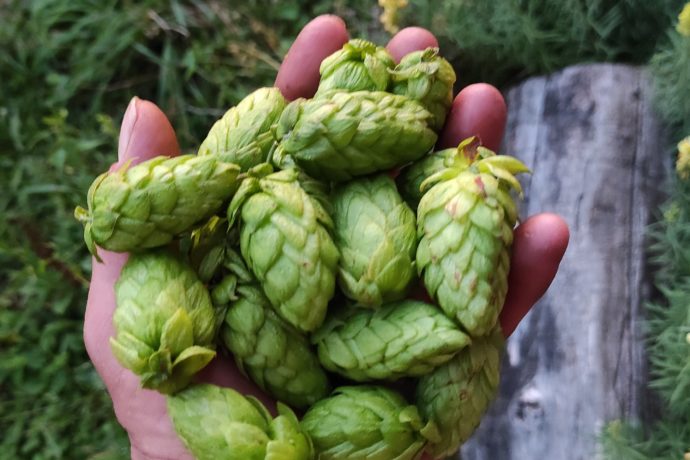cônes de houblon
