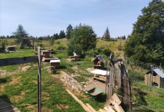 Les bois fous – Pierre Daniel