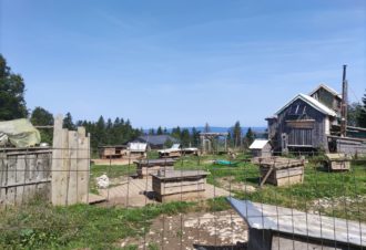 Les bois fous – Pierre Daniel