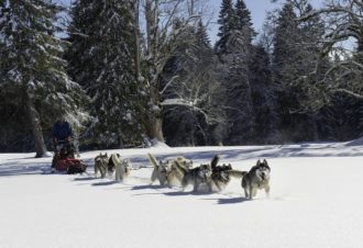 Circuit des Chiens de traîneaux