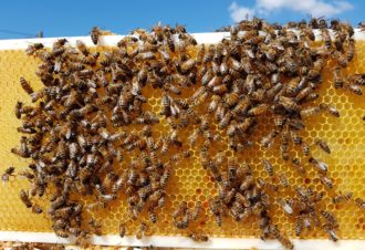 Le Rucher du Mas Gaby