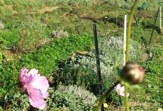 Distillerie La Belle Plante