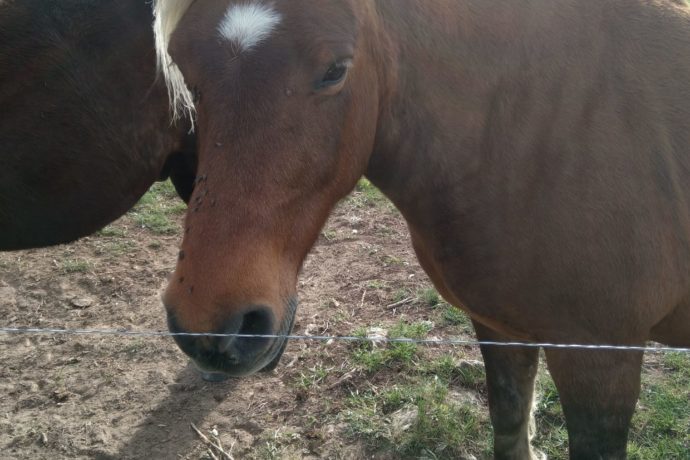 REGION DES CHEVAUX