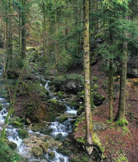 Source de l’Angillon